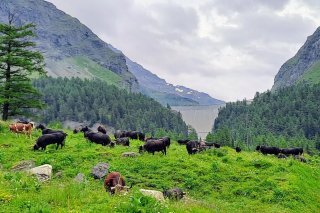 Pas question que les troupeaux d'Hérens subissent le même sort que les bêtes contaminées en Savoie et en Haute-Savoie, pour Fabien Sauthier